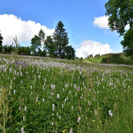 In Near Chalet Saulxures-sur-Moselotte