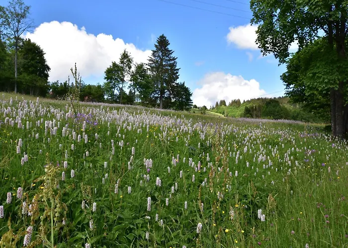 In Near Chalet Saulxures-sur-Moselotte